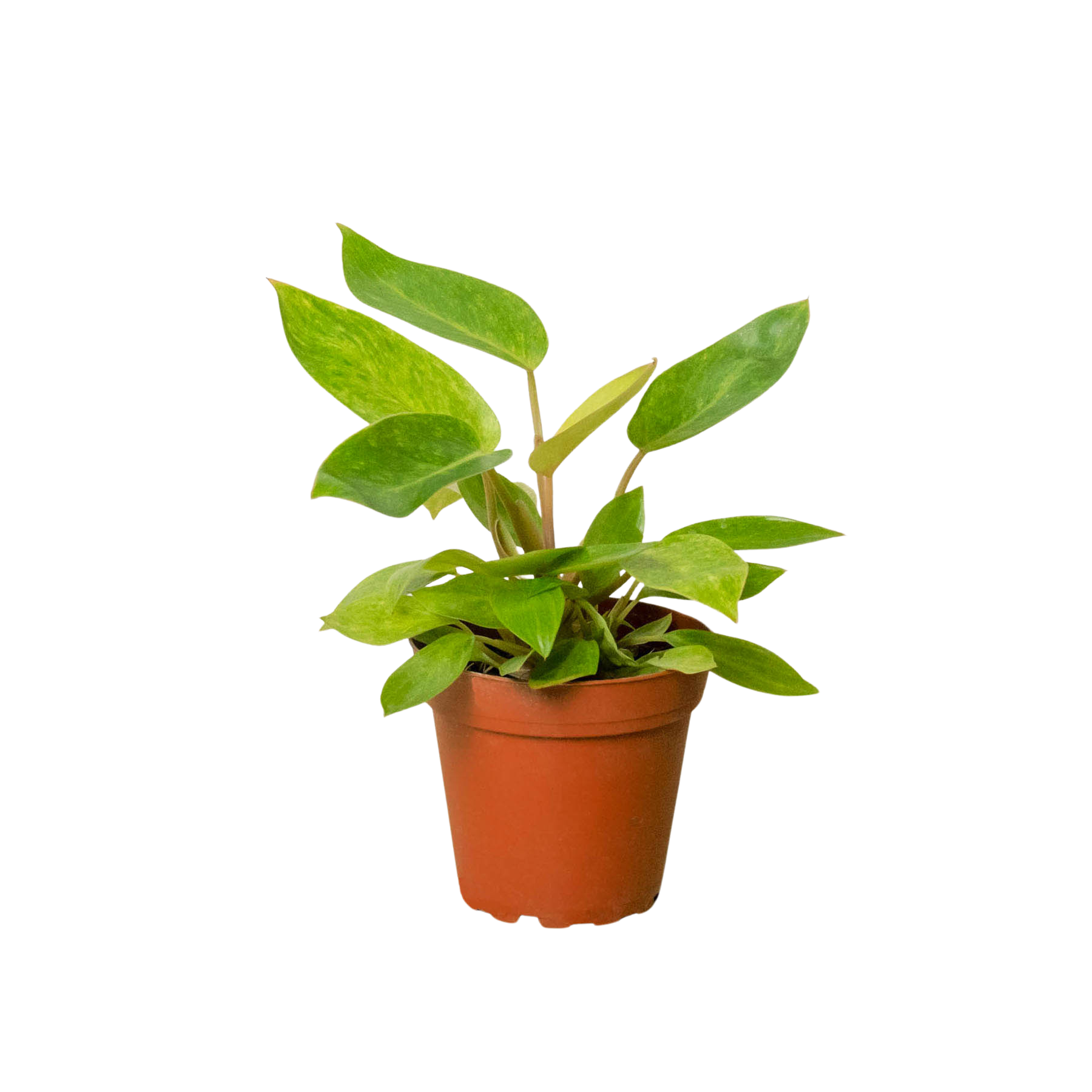 Philodendron 'Painted Lady' - Holiday Corner