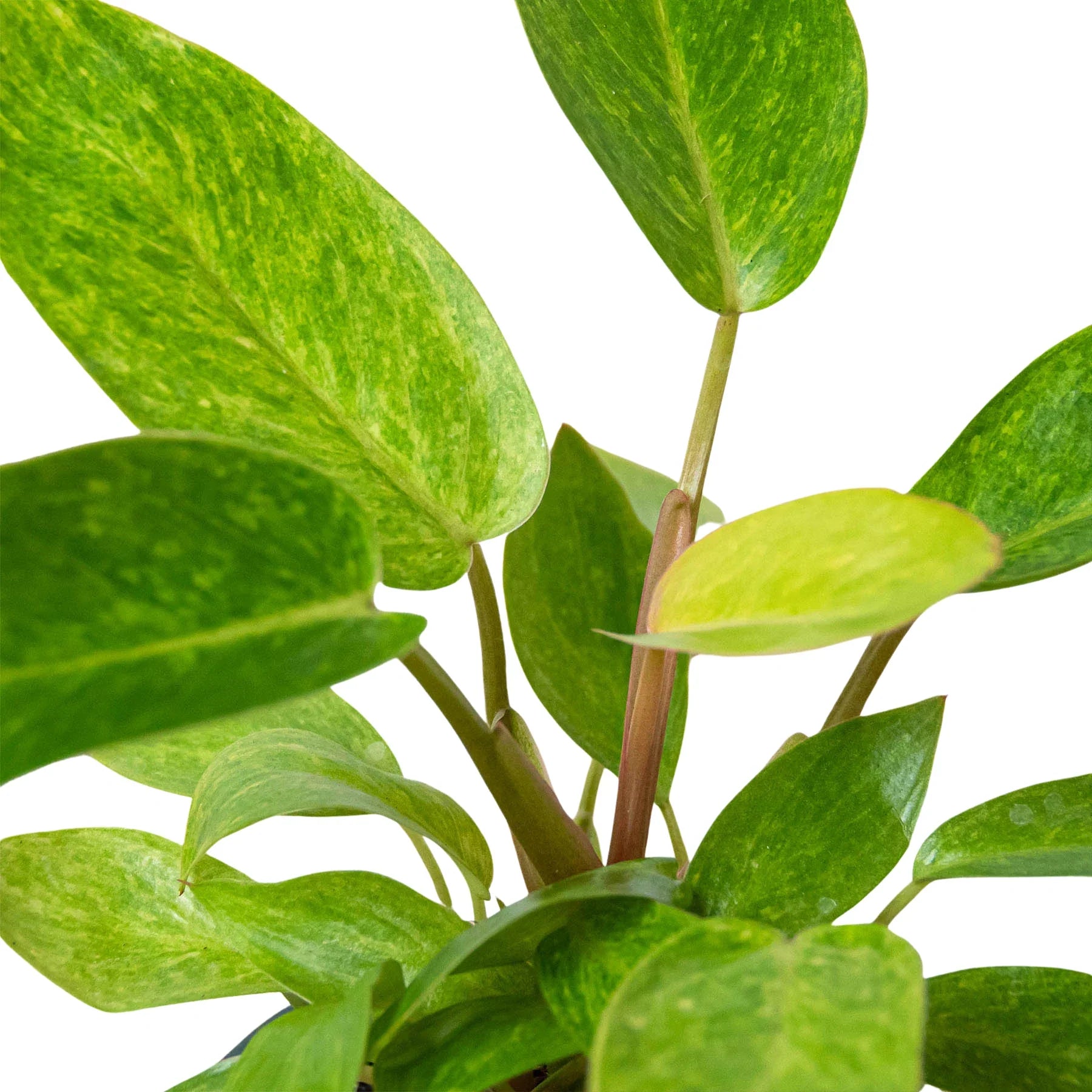 Philodendron 'Painted Lady' - Holiday Corner