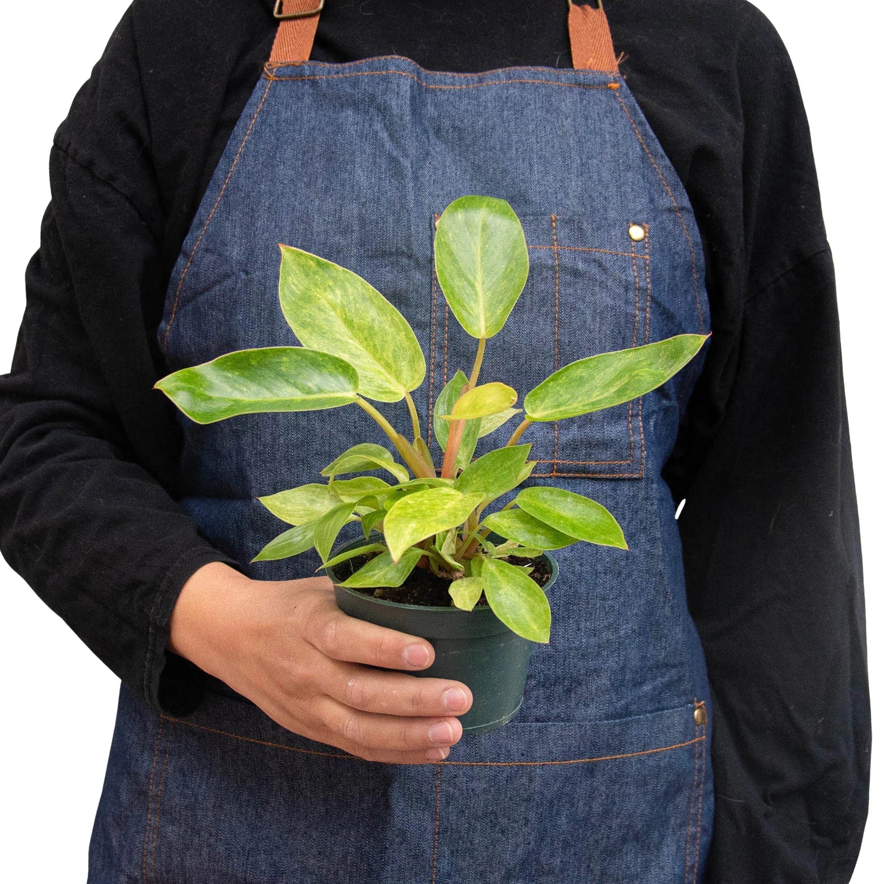 Philodendron 'Painted Lady' - Holiday Corner