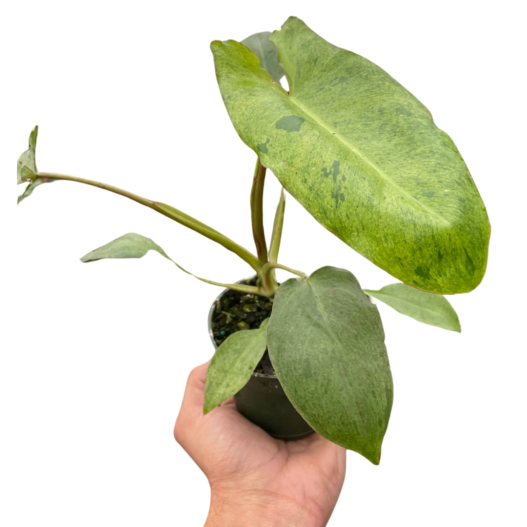 Philodendron 'Paraiso Verde' - Holiday Corner