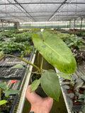Philodendron 'Paraiso Verde' - Holiday Corner
