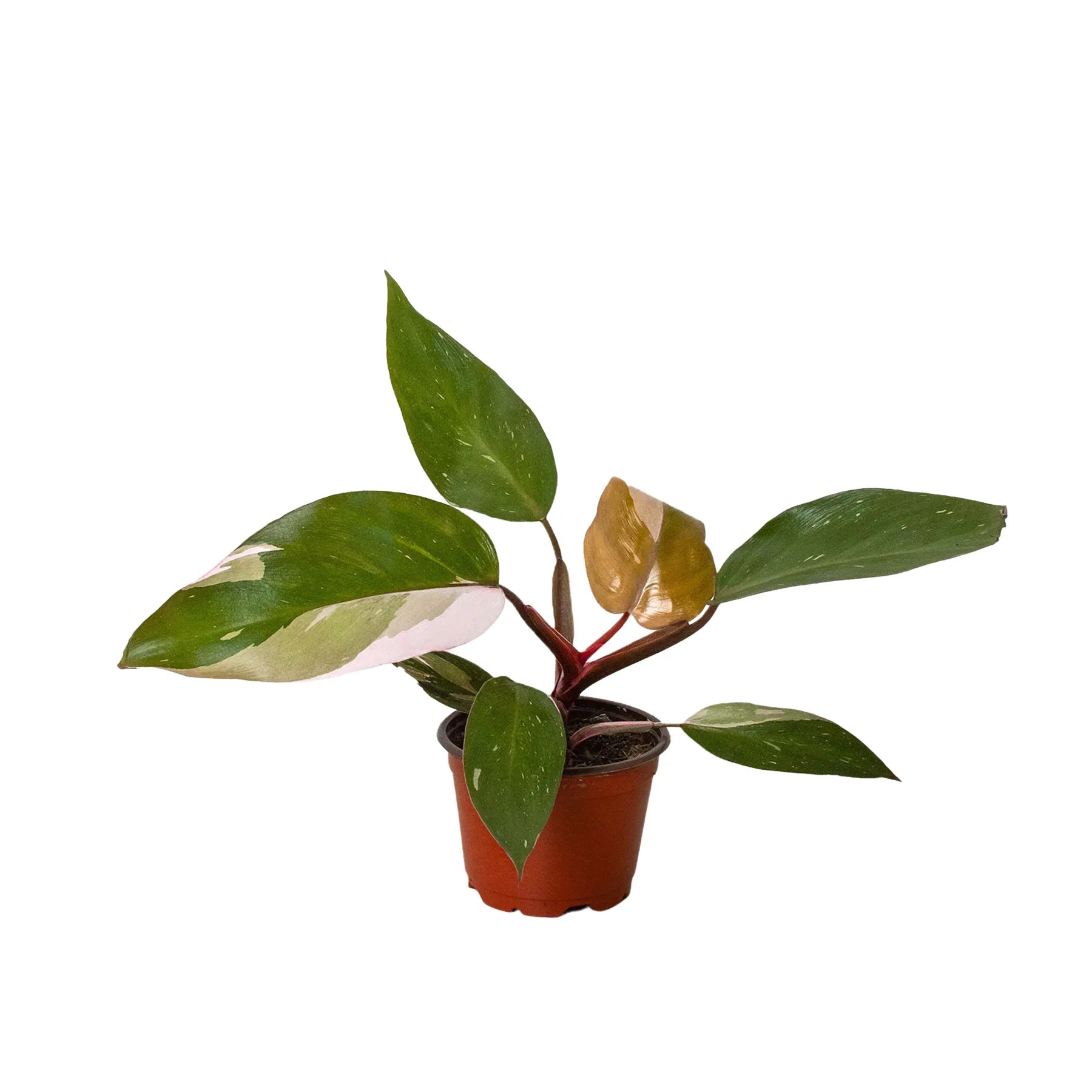 Philodendron 'Pink Princess' - Holiday Corner
