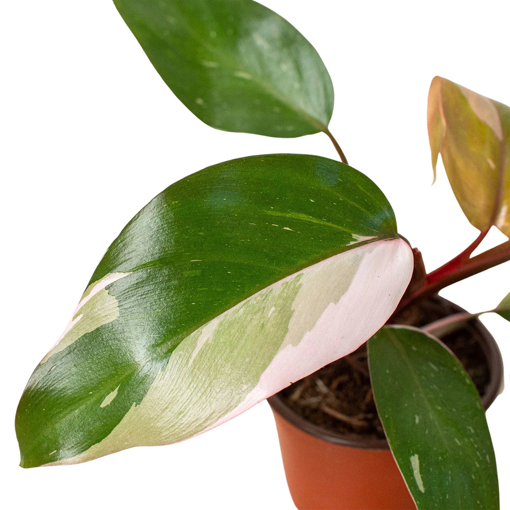 Philodendron 'Pink Princess' - Holiday Corner