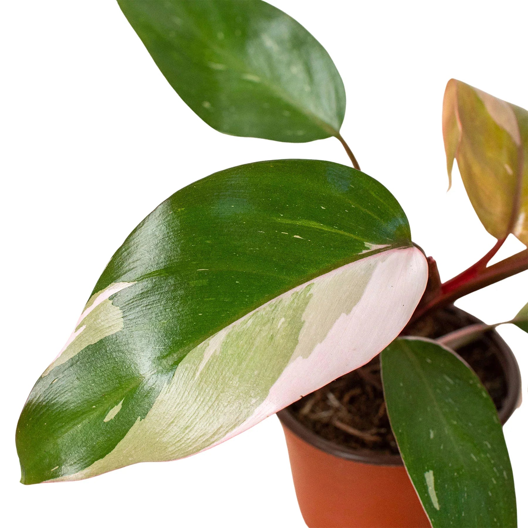 Philodendron 'Pink Princess' - Holiday Corner