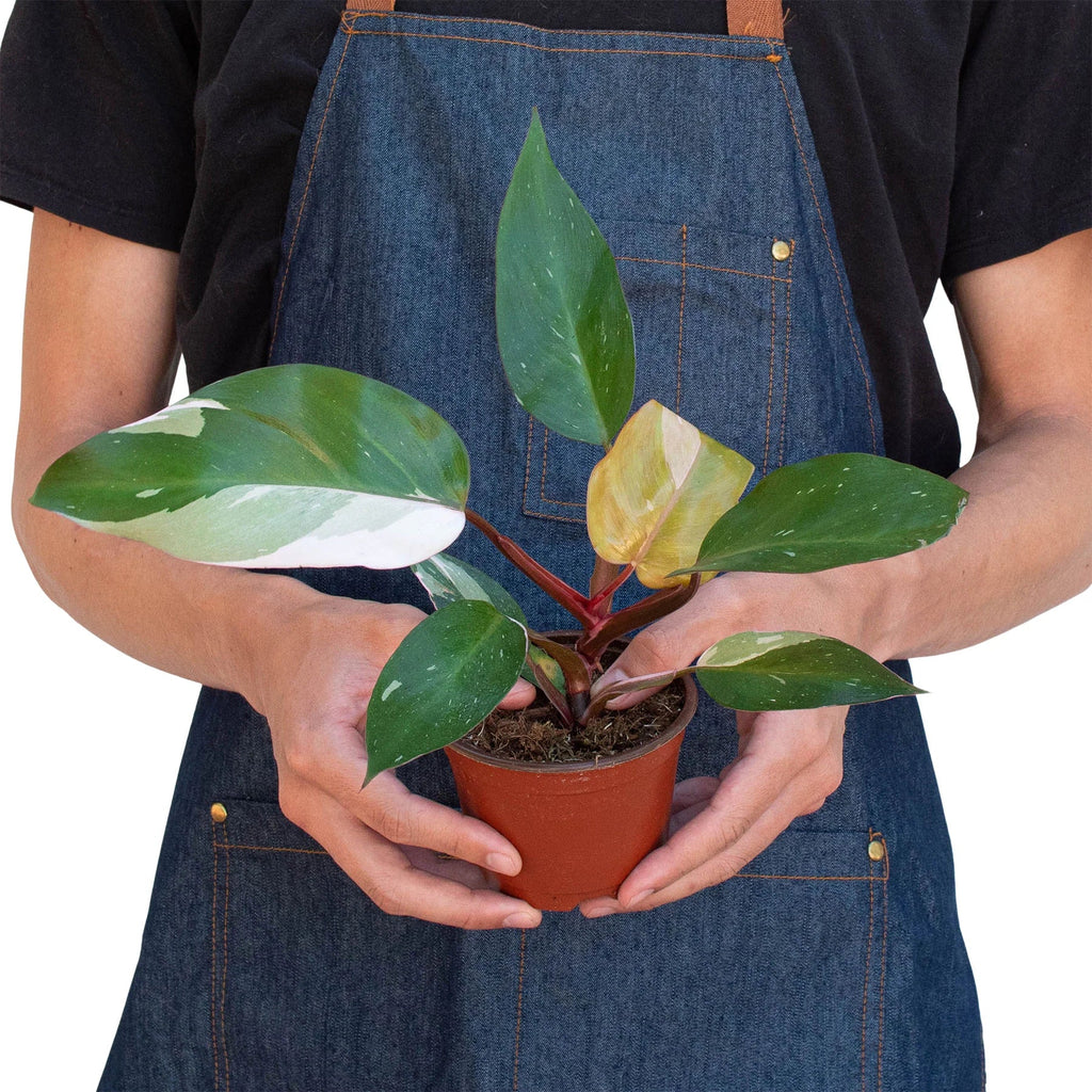 Philodendron 'Pink Princess' - Holiday Corner