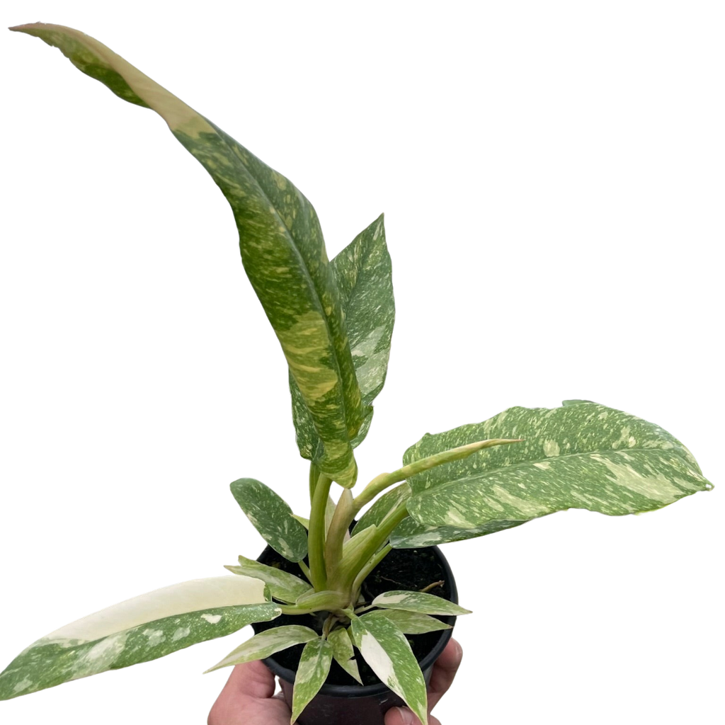 Philodendron Ring of Fire Variegated - Holiday Corner