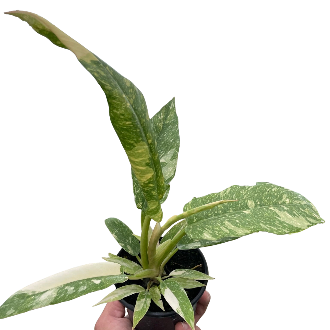 Philodendron Ring of Fire Variegated - Holiday Corner