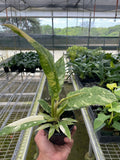 Philodendron Ring of Fire Variegated - Holiday Corner