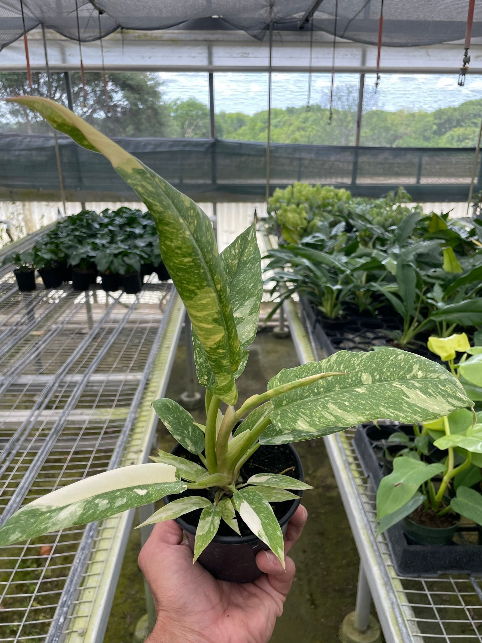 Philodendron Ring of Fire Variegated - Holiday Corner