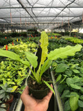 Philodendron 'Ring of Fire Gold' - Holiday Corner