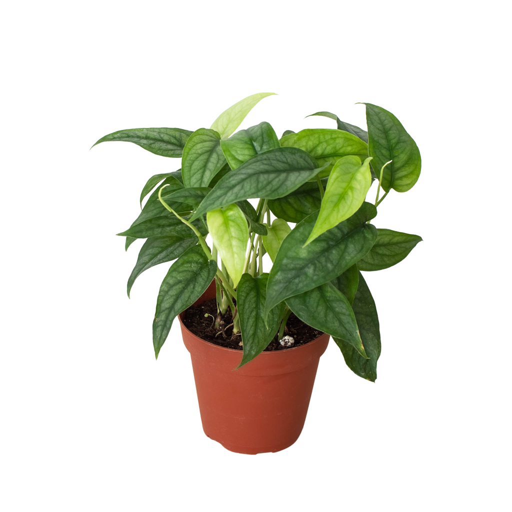 Monstera 'Siltepecana' - Holiday Corner