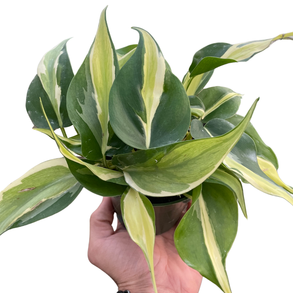 Philodendron 'Silver Stripe' - Holiday Corner
