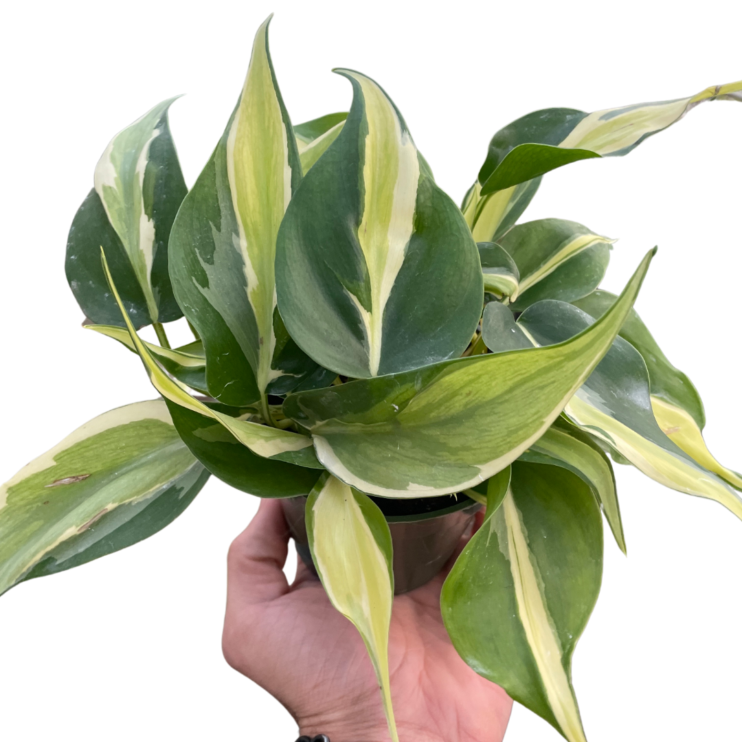 Philodendron 'Silver Stripe' - Holiday Corner