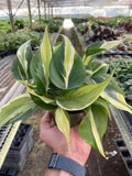 Philodendron 'Silver Stripe' - Holiday Corner