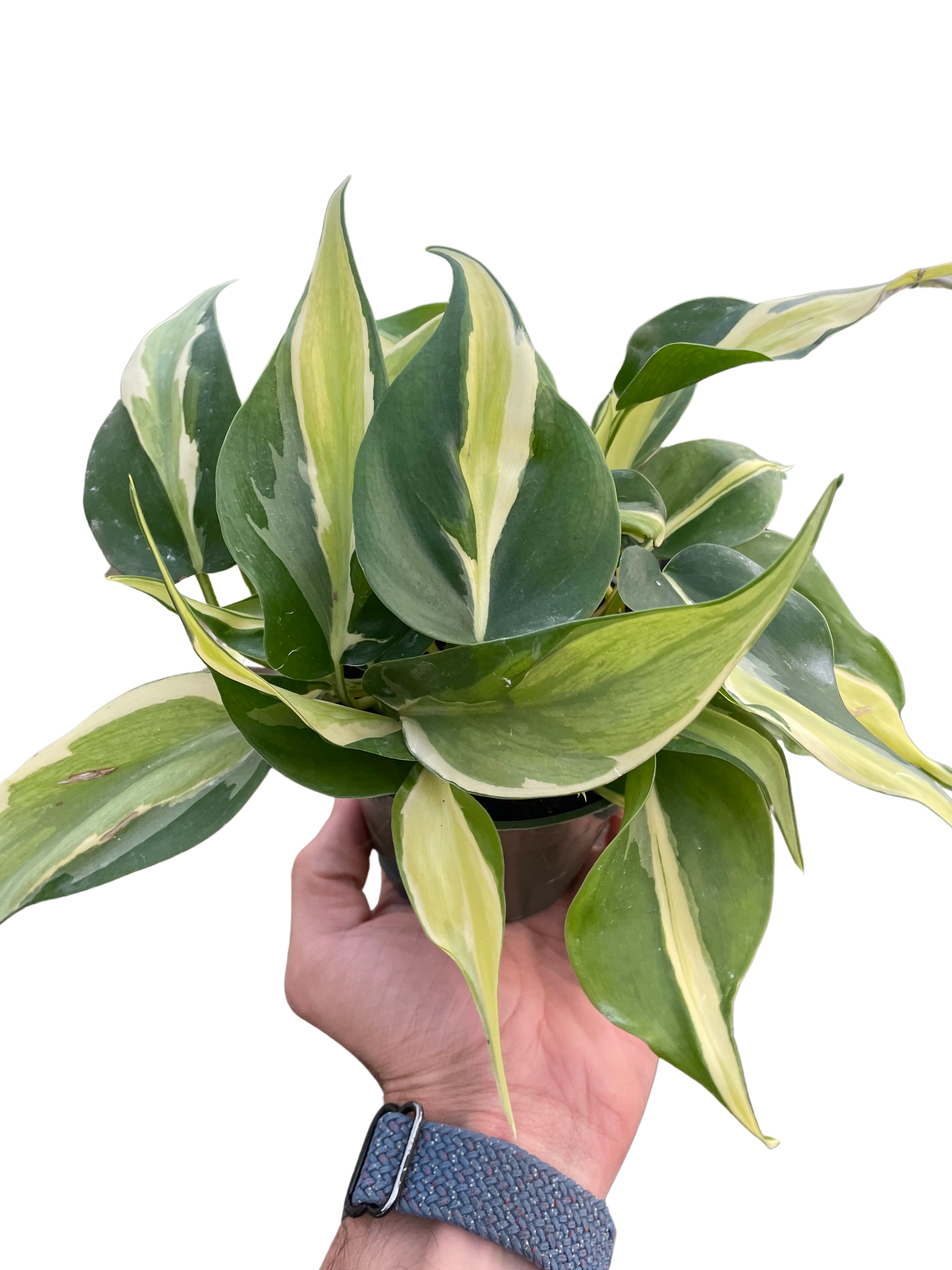Philodendron 'Silver Stripe' - Holiday Corner