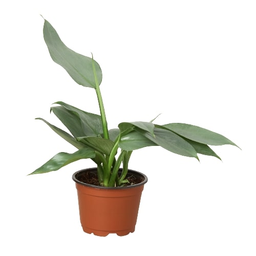 Philodendron 'Silver Sword' - Holiday Corner