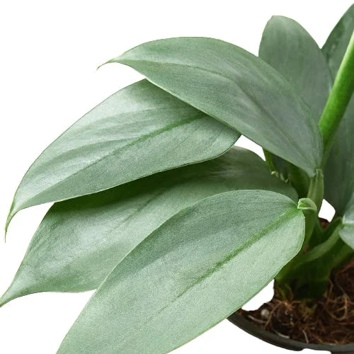 Philodendron 'Silver Sword' - Holiday Corner