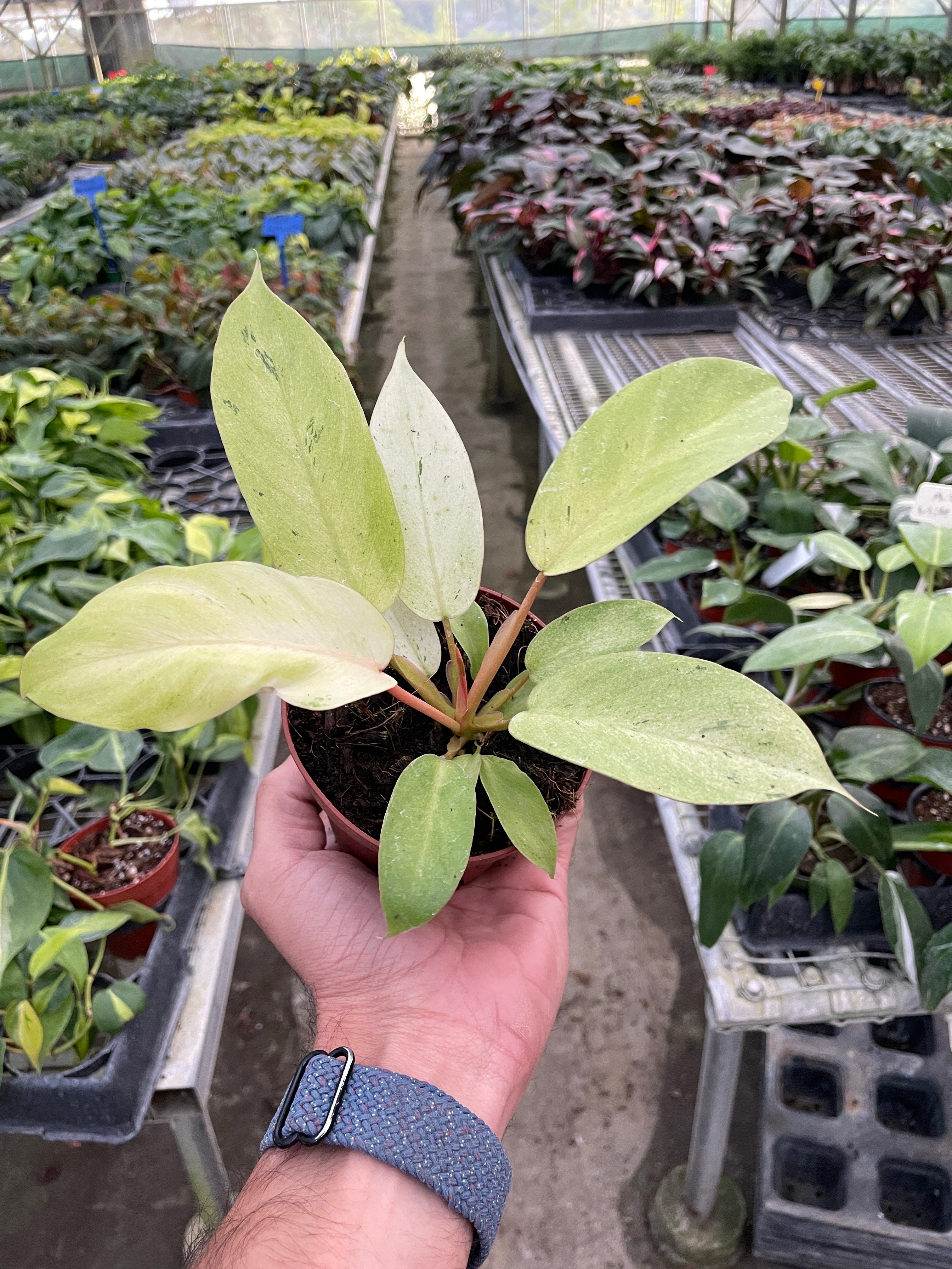 Philodendron 'Snowdrift' - Holiday Corner