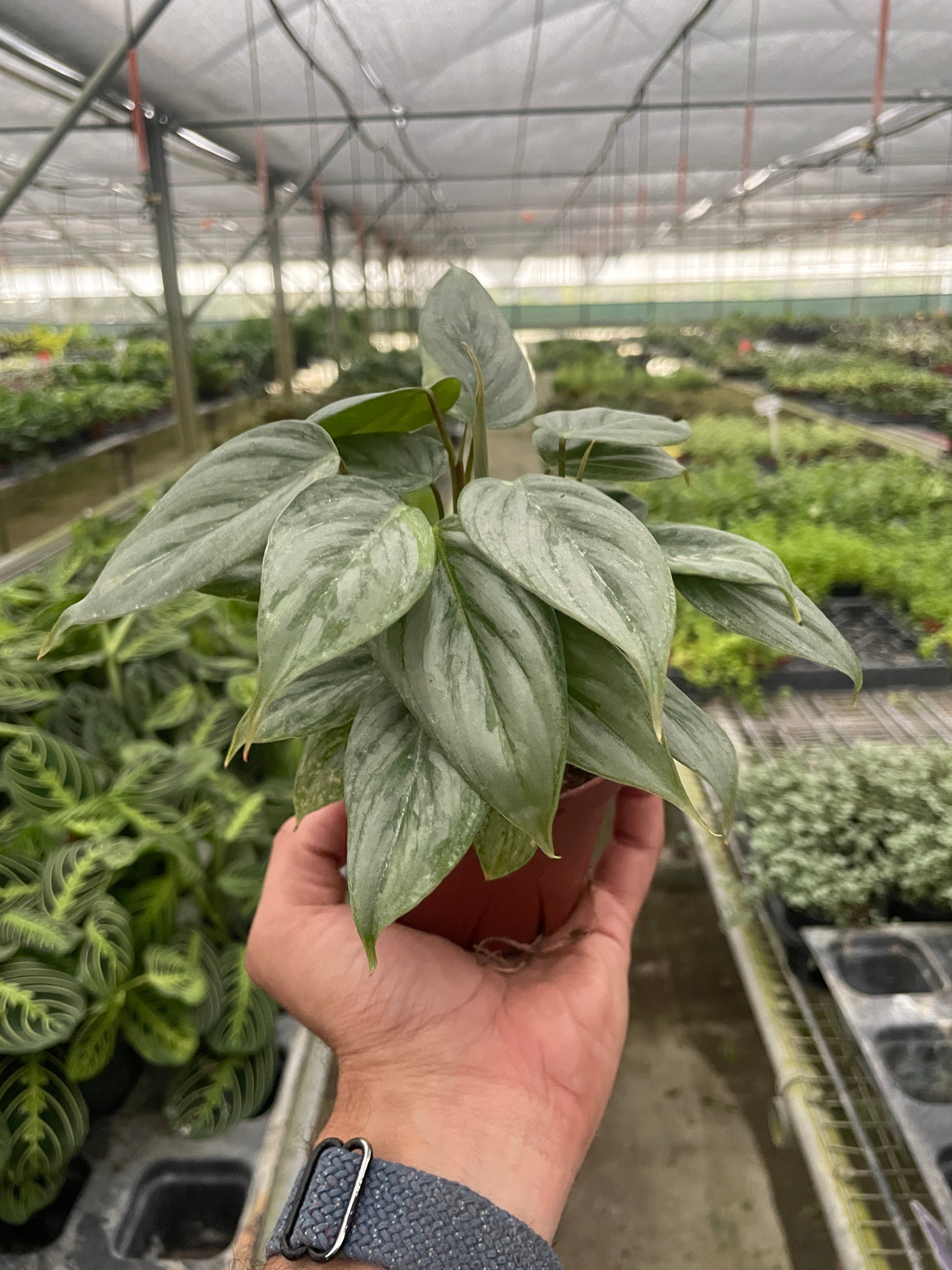 Philodendron 'Sodiroi' - Holiday Corner