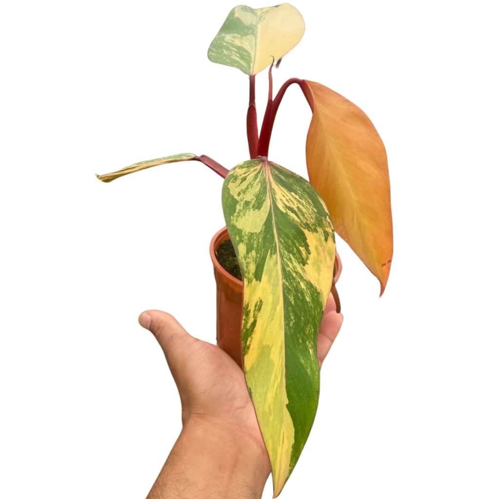 Philodendron 'Strawberry Shake' - Holiday Corner