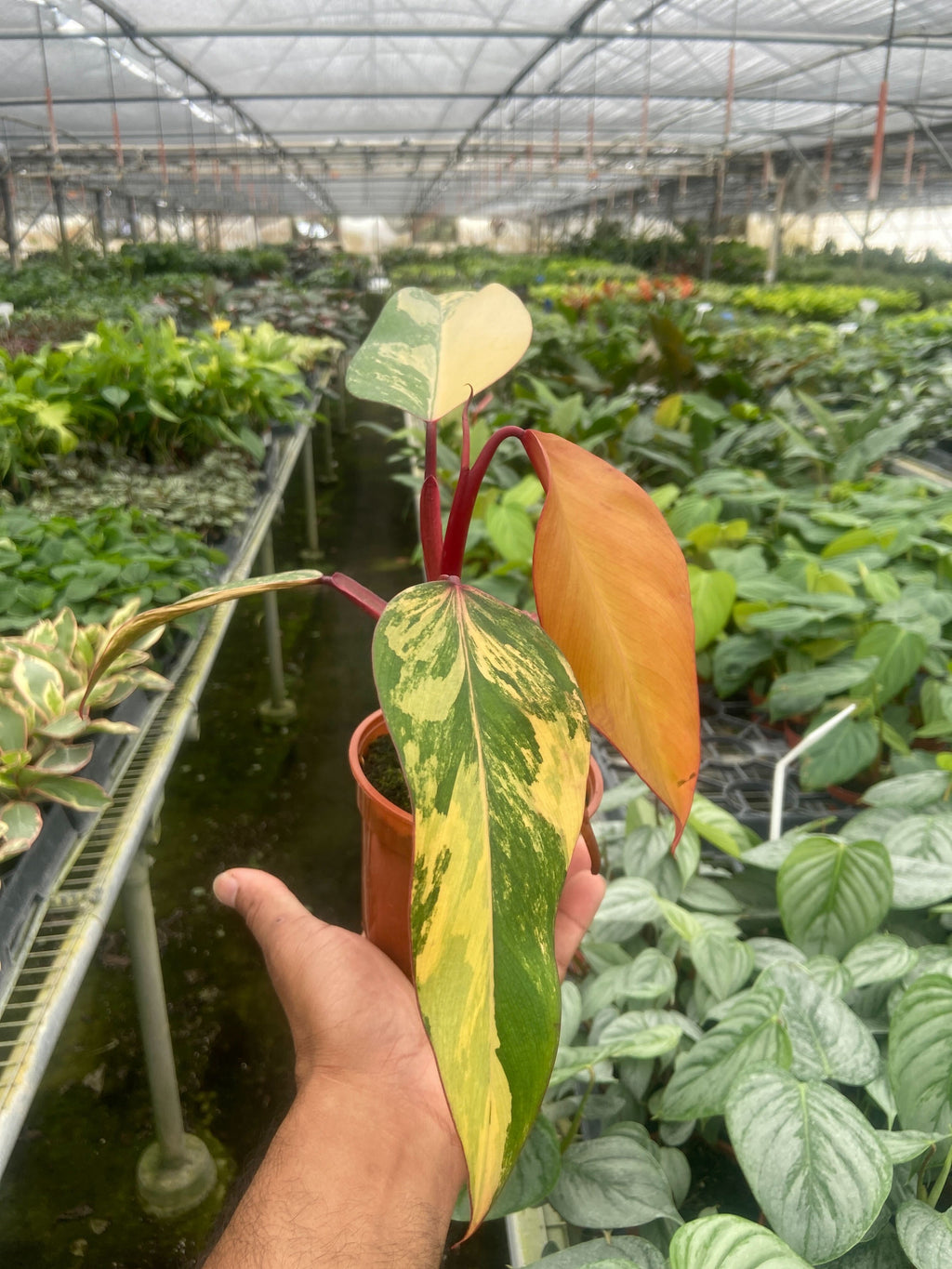 Philodendron 'Strawberry Shake' - Holiday Corner