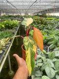 Philodendron 'Strawberry Shake' - Holiday Corner