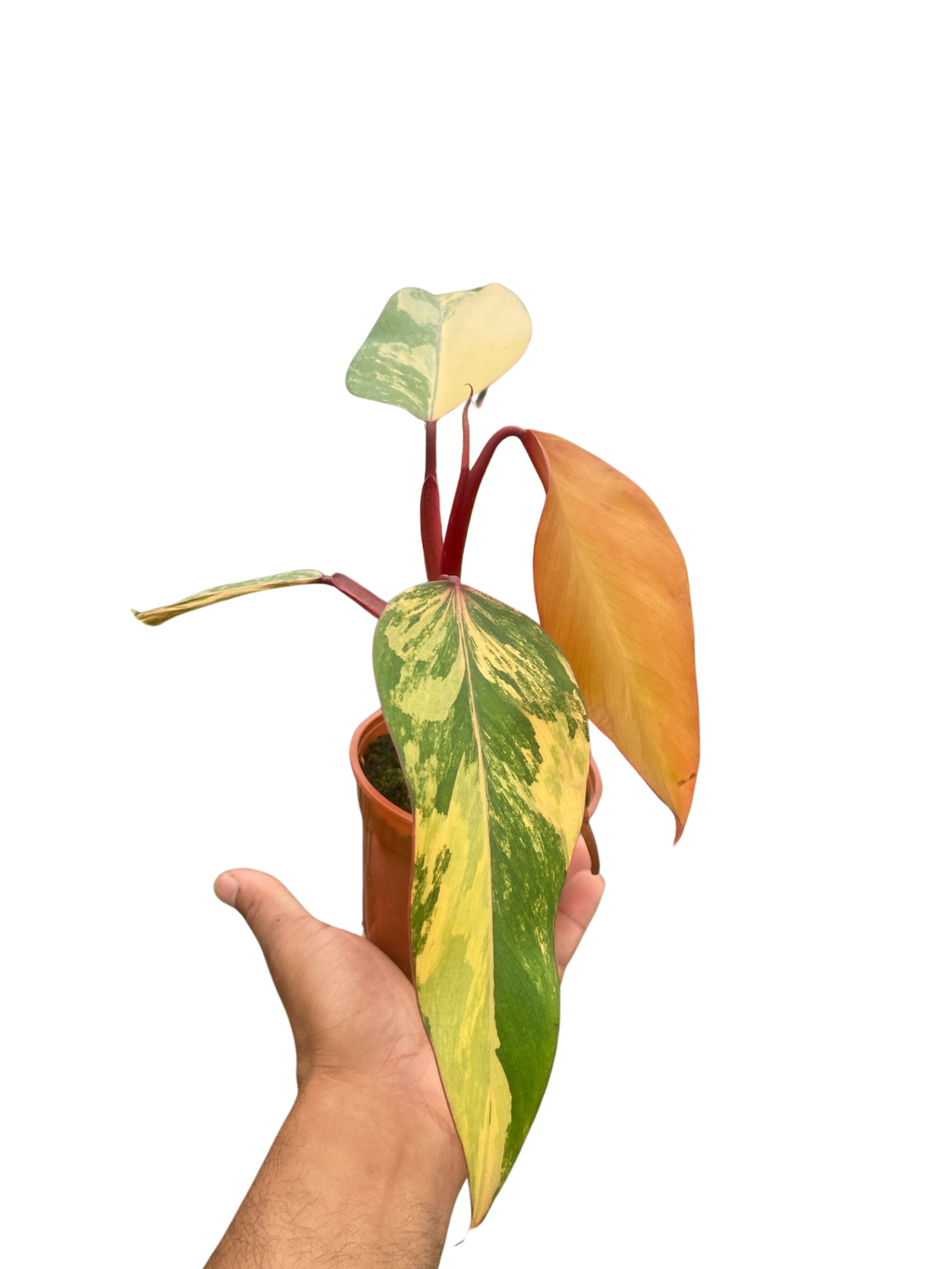 Philodendron 'Strawberry Shake' - Holiday Corner
