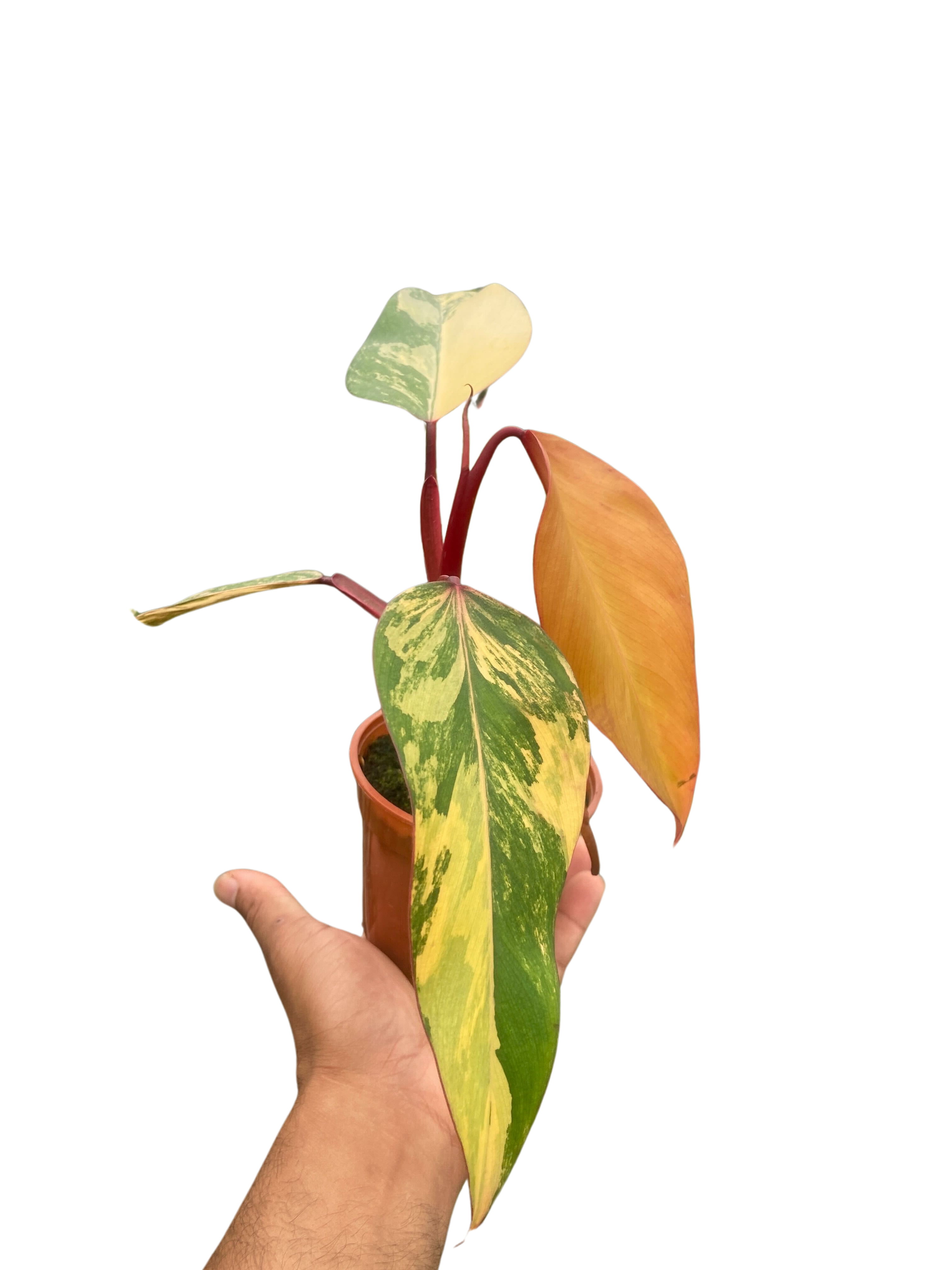 Philodendron 'Strawberry Shake' - Holiday Corner
