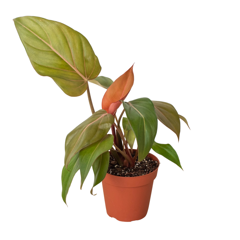 Philodendron 'Summer Glory' - Holiday Corner