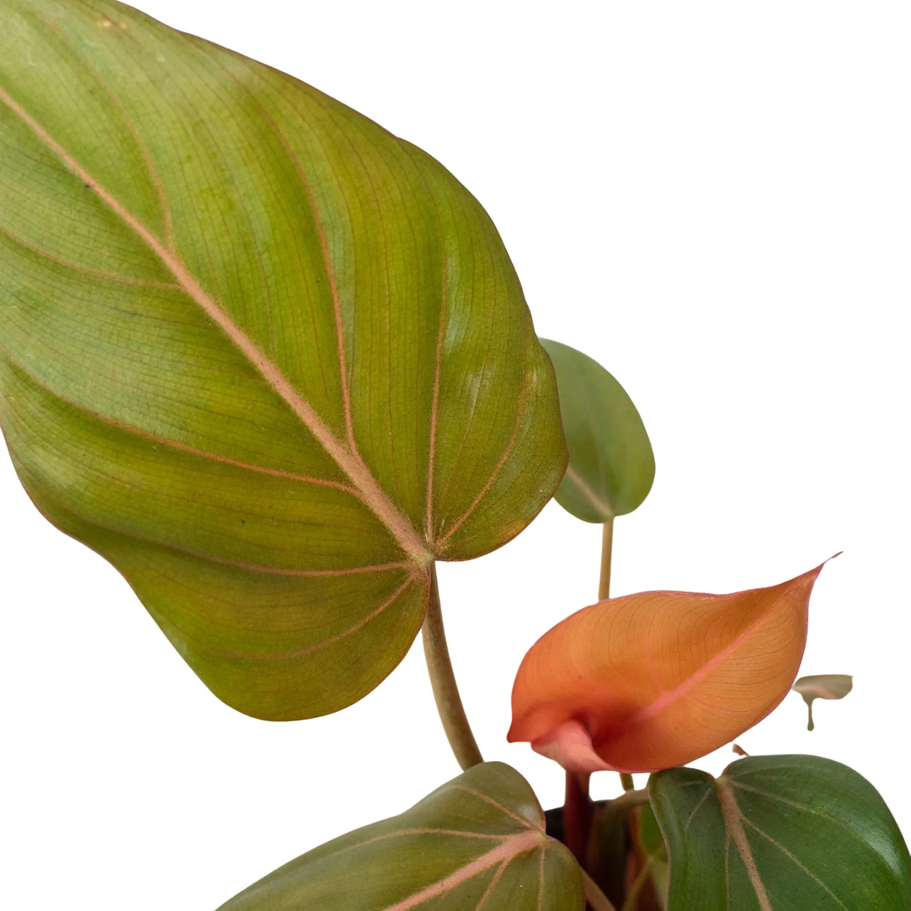 Philodendron 'Summer Glory' - Holiday Corner