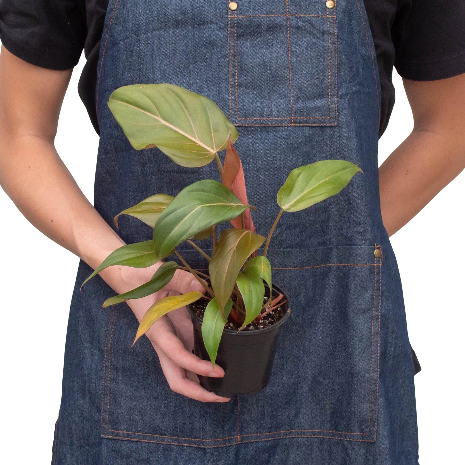 Philodendron 'Summer Glory' - Holiday Corner