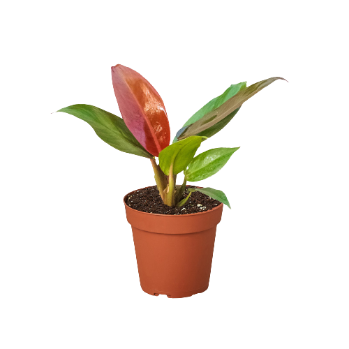 Philodendron 'Sun Red' - Holiday Corner