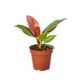 Philodendron 'Sun Red' - Holiday Corner