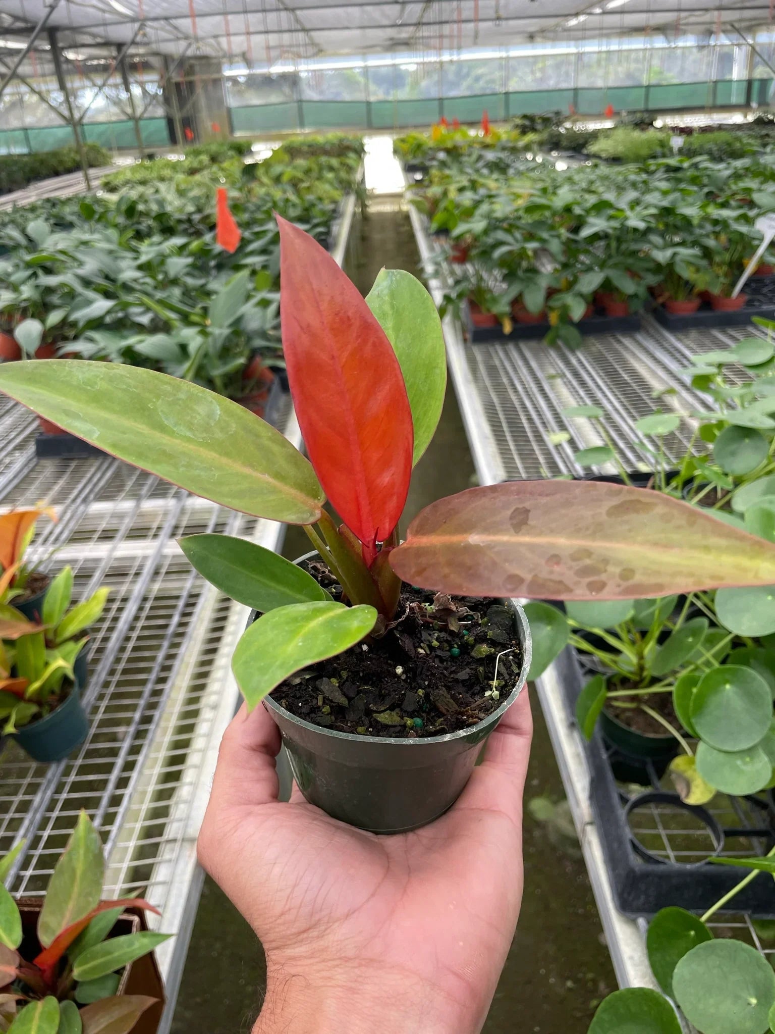 Philodendron 'Sun Red' - Holiday Corner
