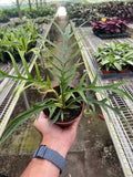 Philodendron 'Tortum' - Holiday Corner