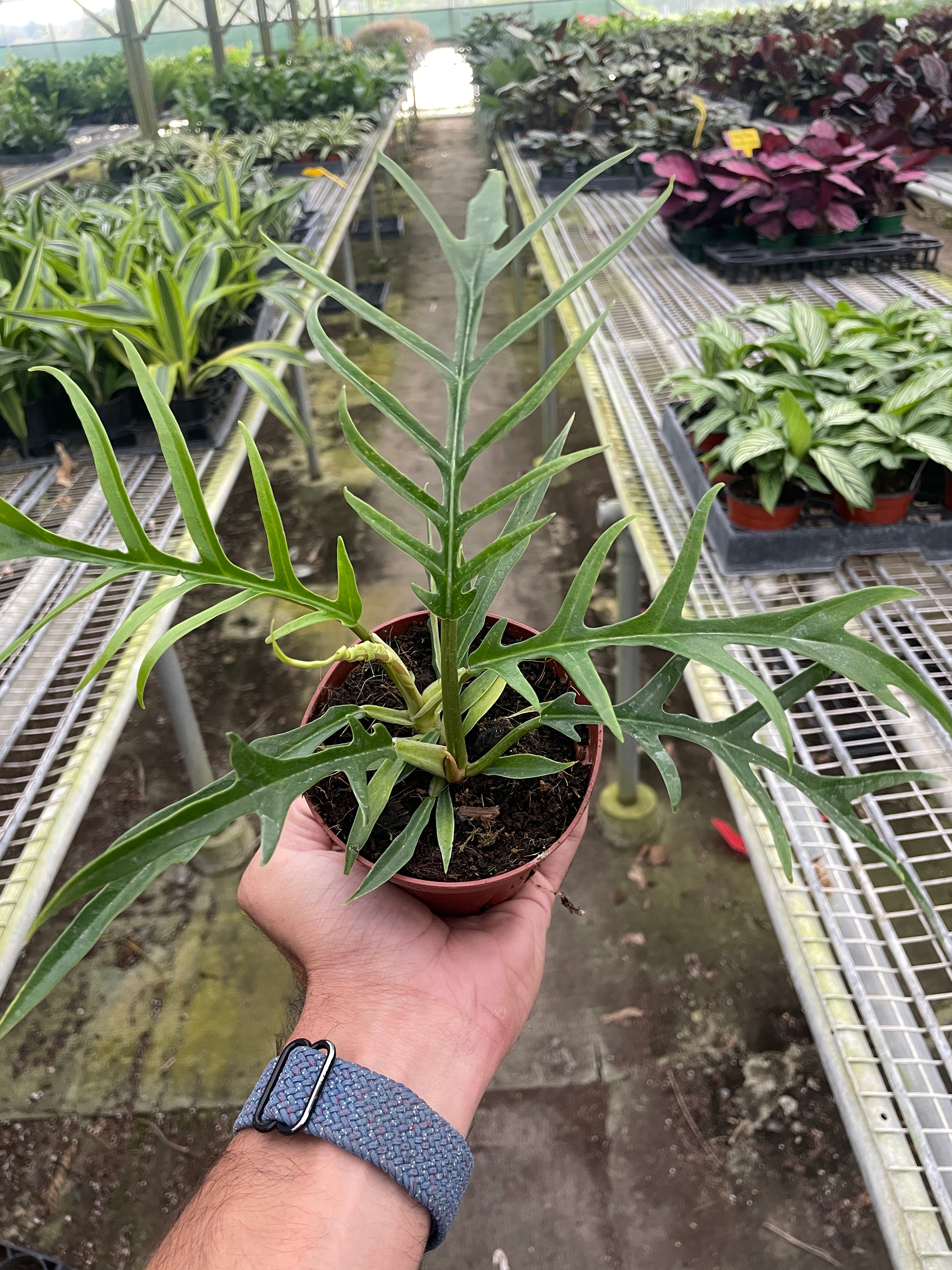 Philodendron 'Tortum' - Holiday Corner