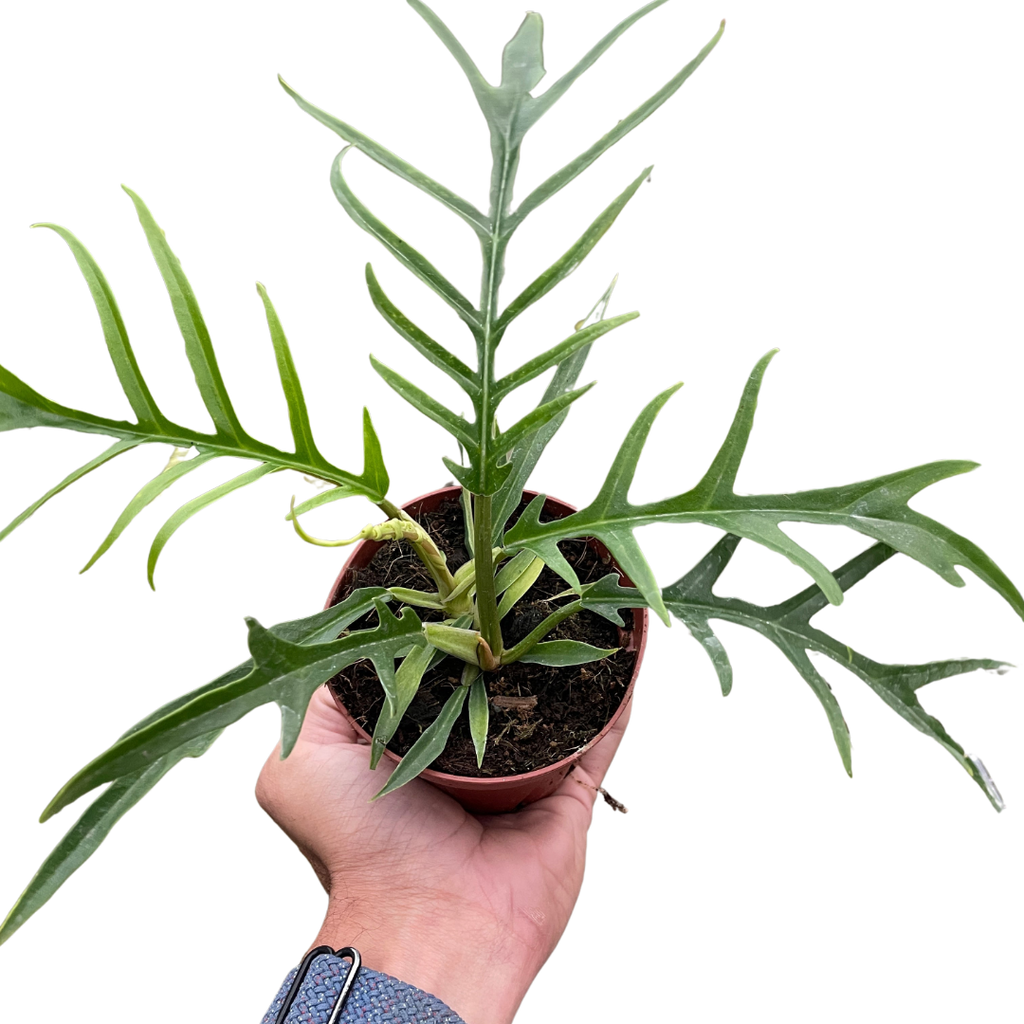Philodendron 'Tortum' - Holiday Corner