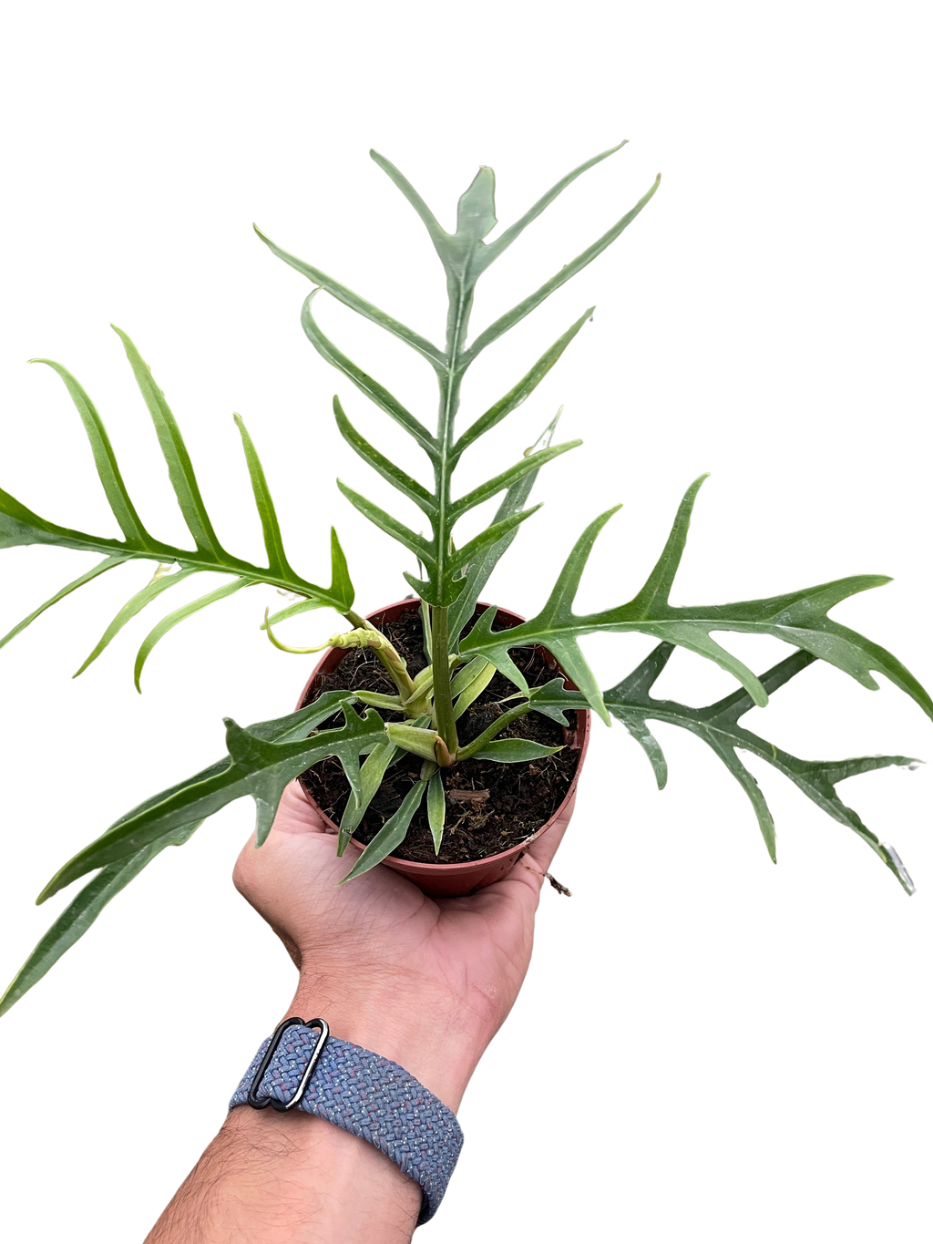 Philodendron 'Tortum' - Holiday Corner