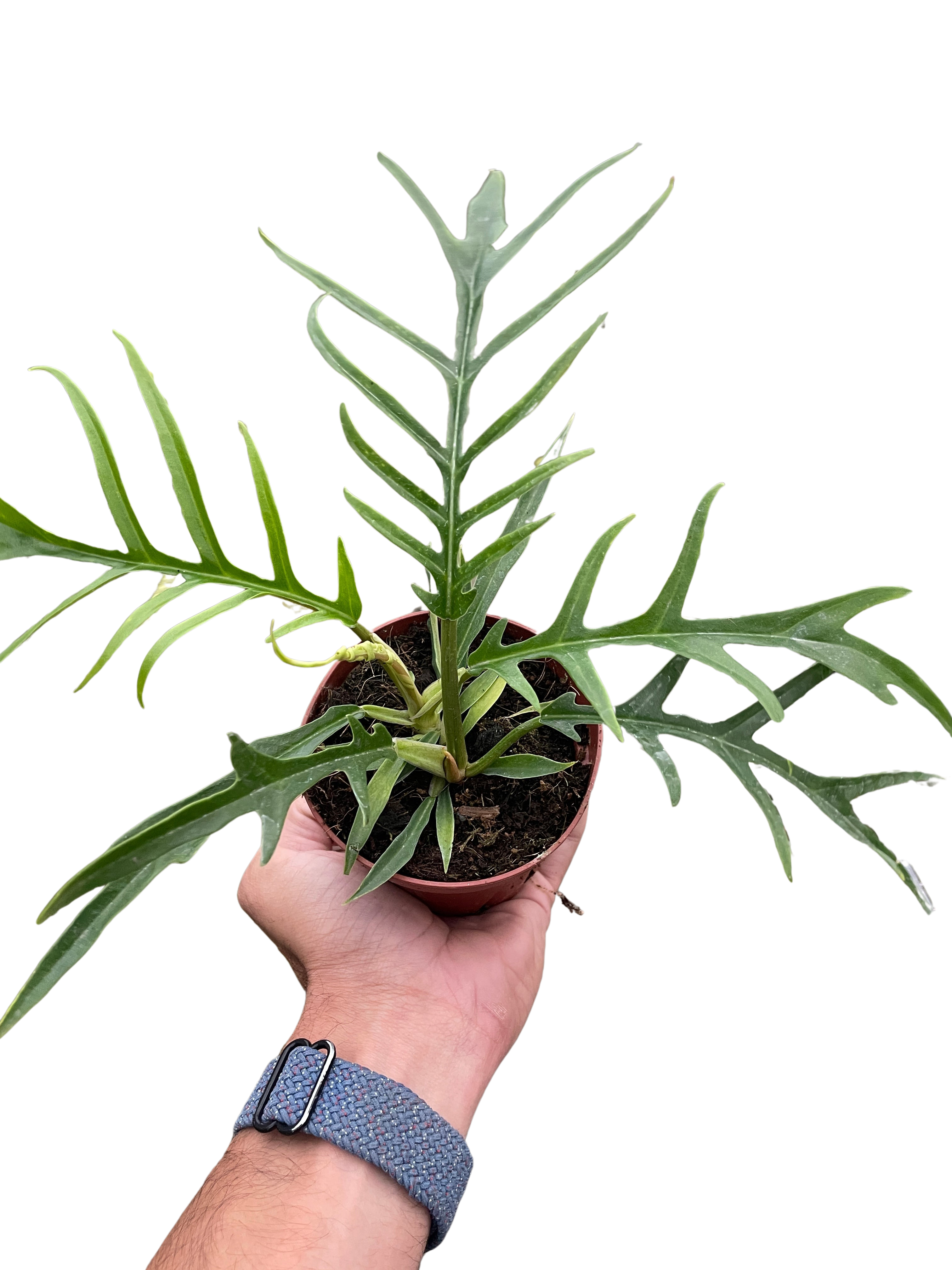 Philodendron 'Tortum' - Holiday Corner