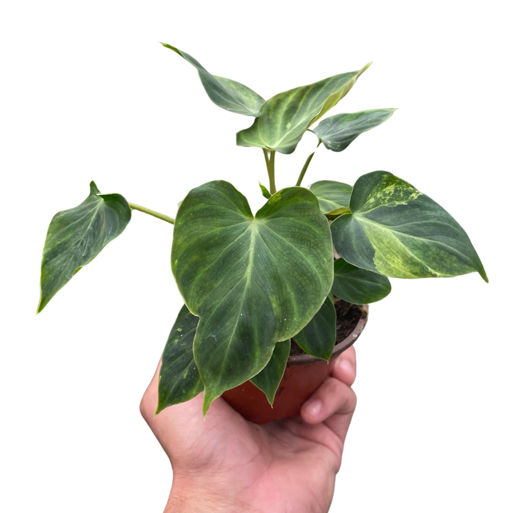 Philodendron 'Verrucosum' - Holiday Corner