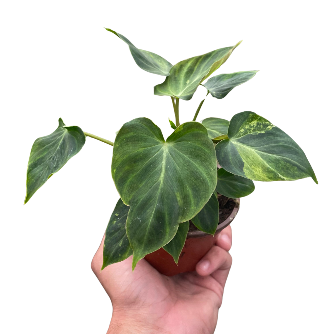 Philodendron 'Verrucosum' - Holiday Corner