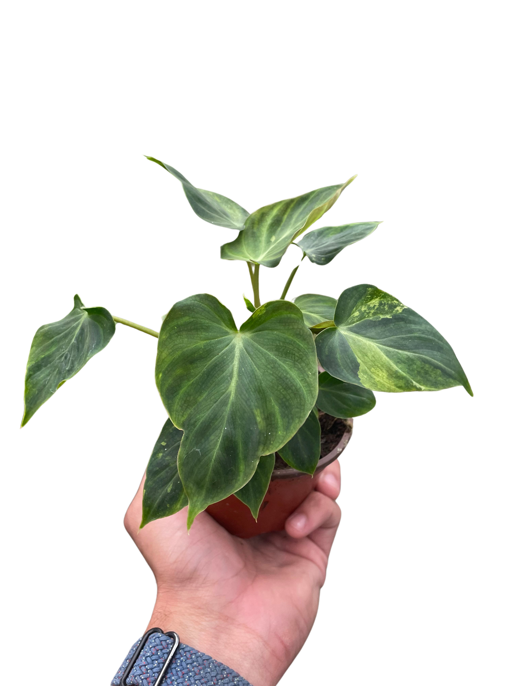 Philodendron 'Verrucosum' - Holiday Corner