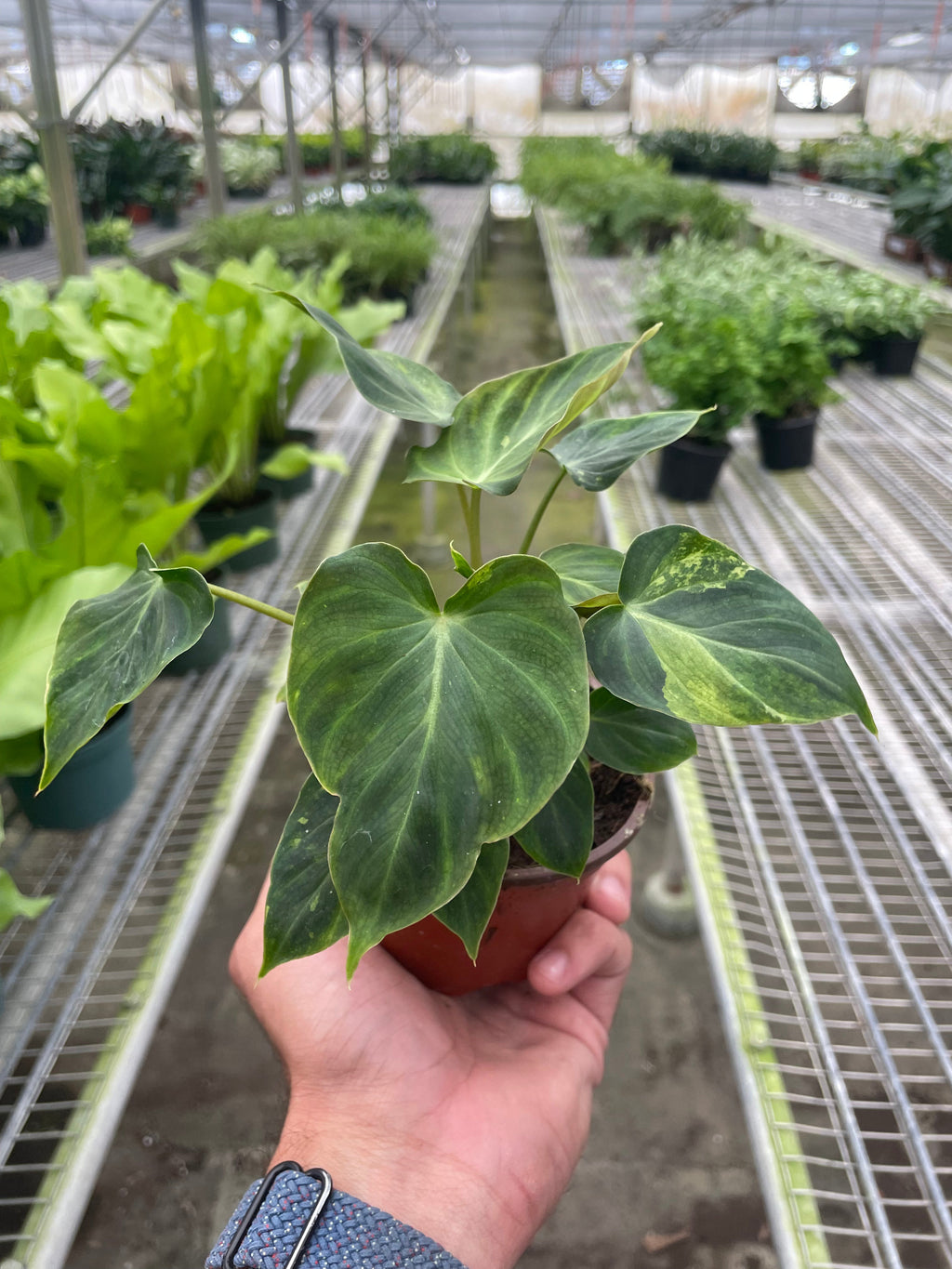 Philodendron 'Verrucosum' - Holiday Corner