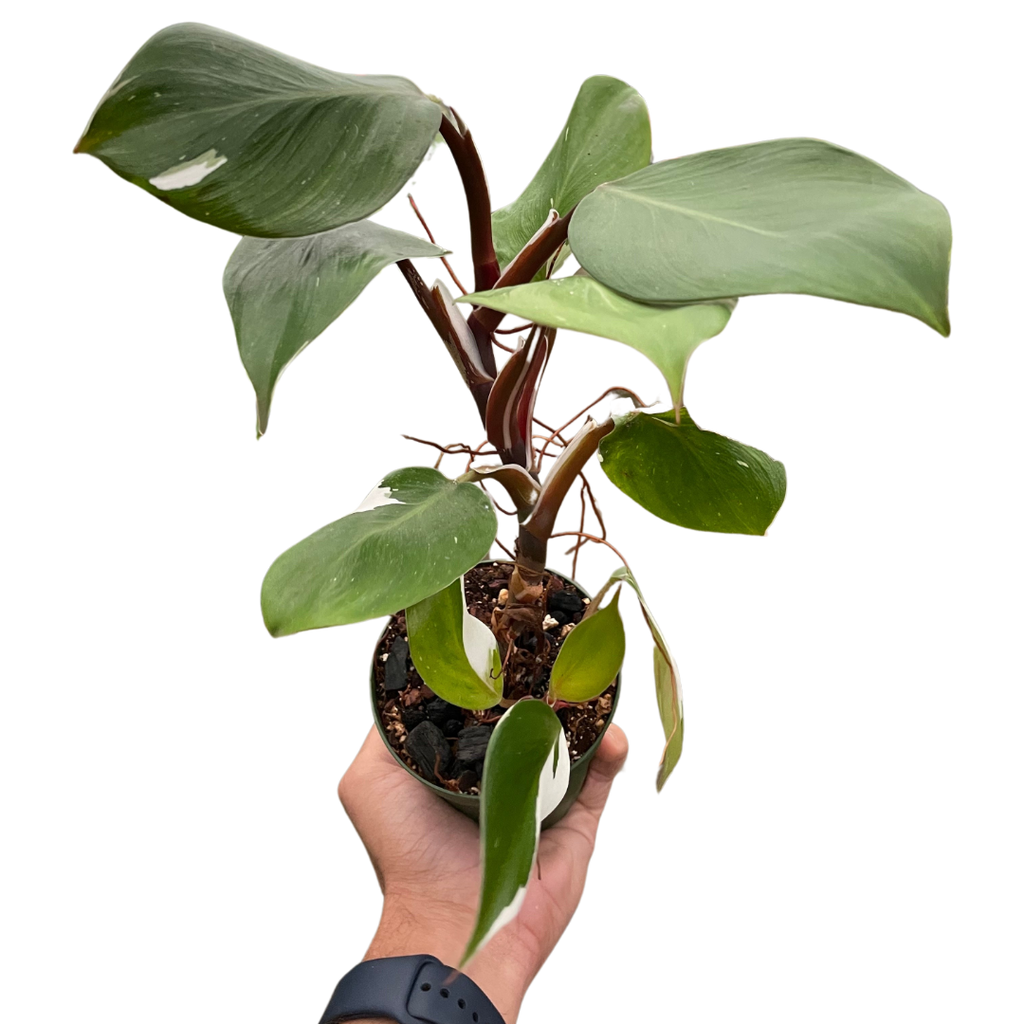 Philodendron 'White Knight' - Holiday Corner