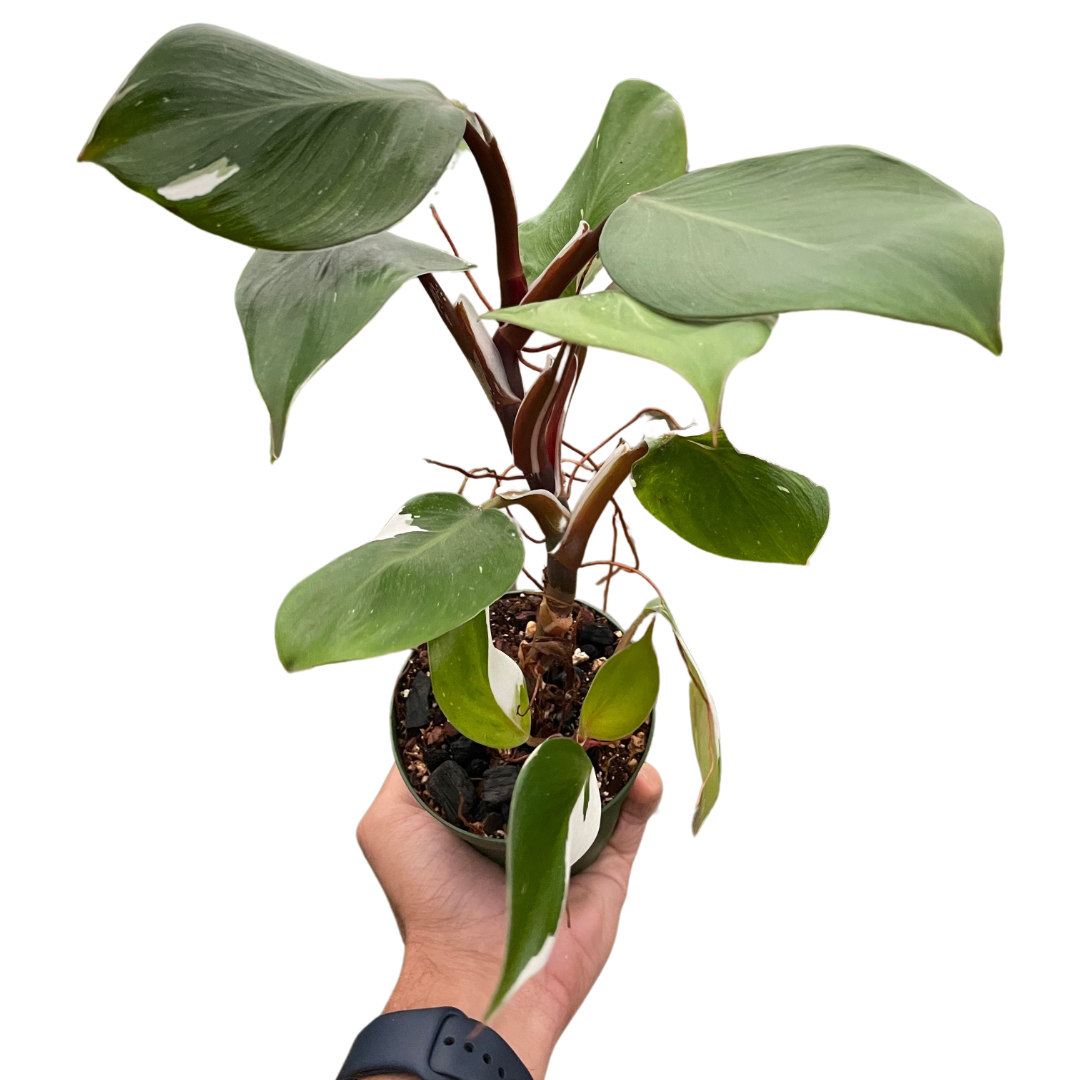 Philodendron 'White Knight' - Holiday Corner
