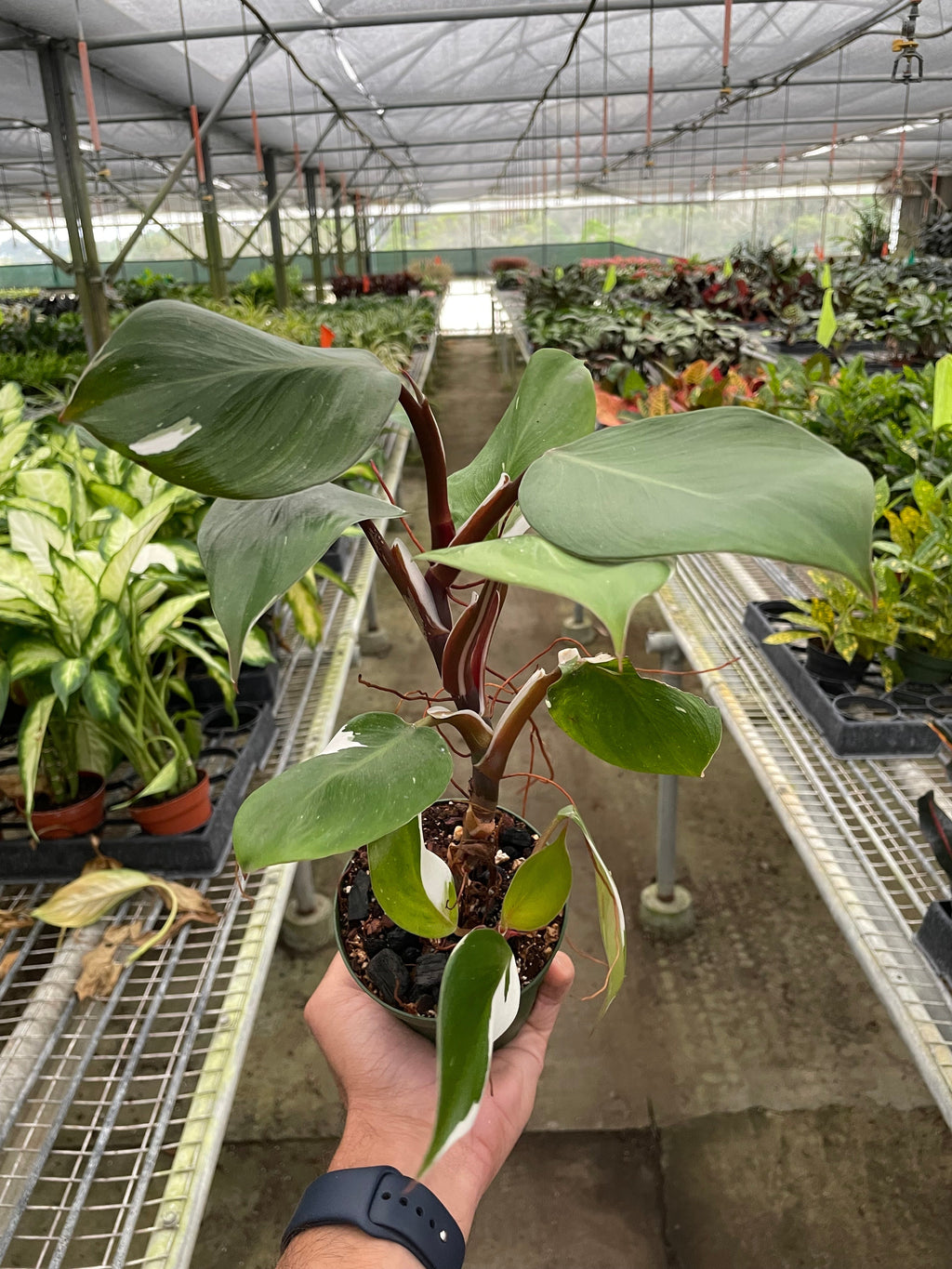 Philodendron 'White Knight' - Holiday Corner