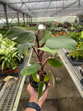 Philodendron 'White Knight' - Holiday Corner