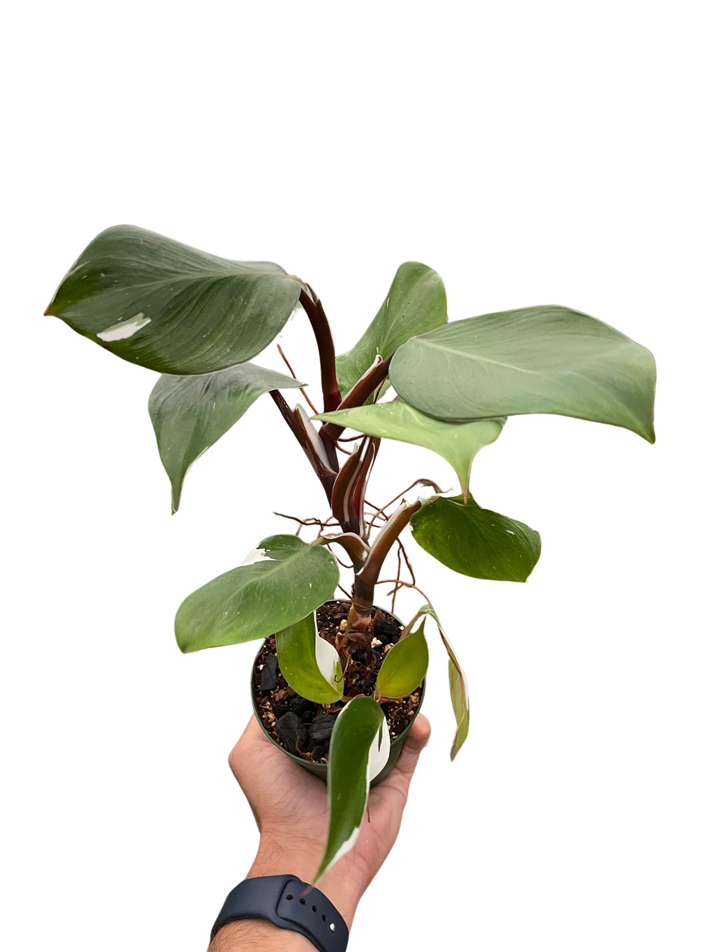 Philodendron 'White Knight' - Holiday Corner