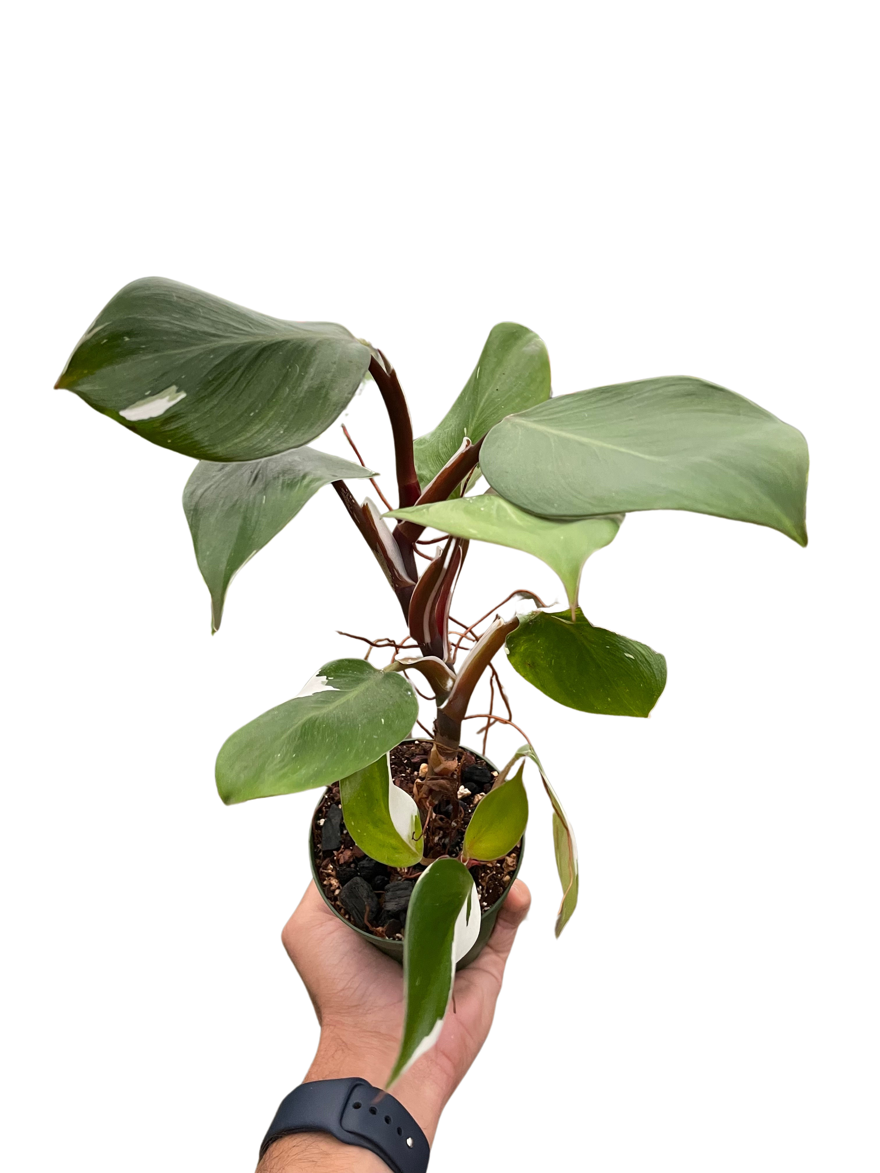 Philodendron 'White Knight' - Holiday Corner