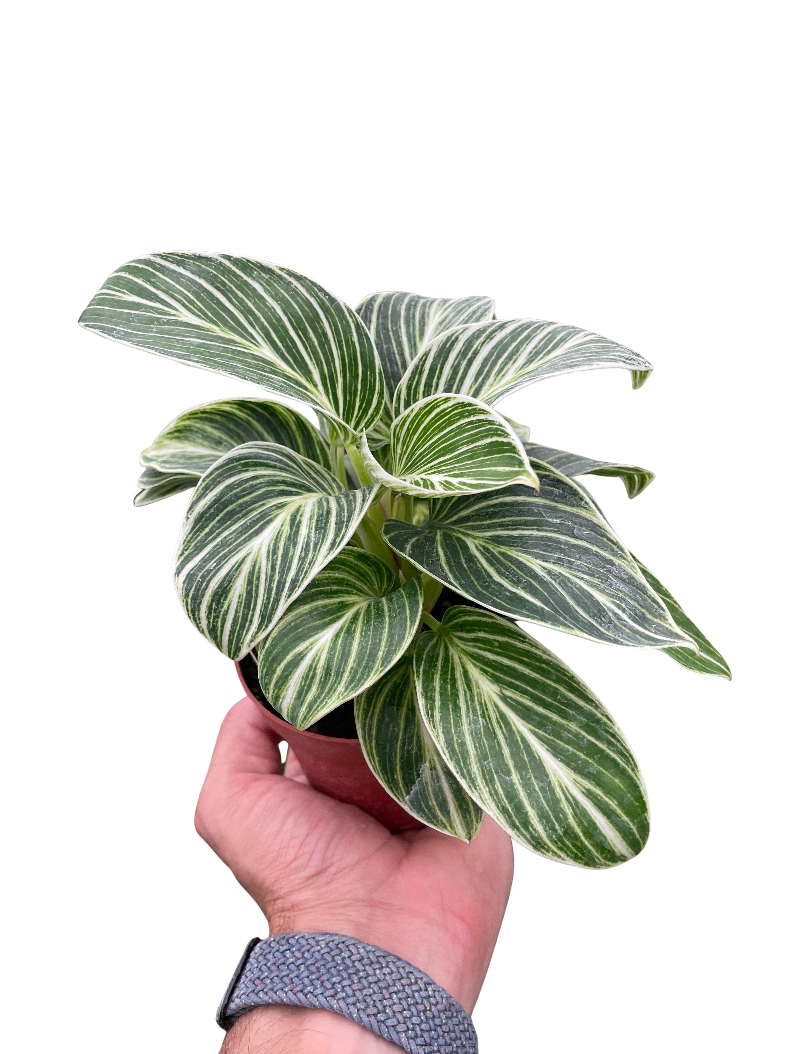 Philodendron White Measure - Holiday Corner